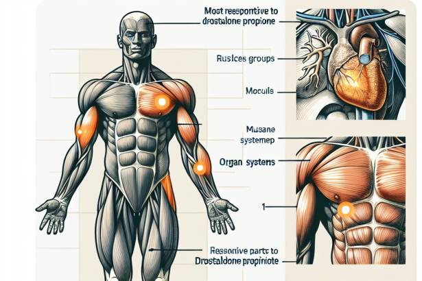 ¿Qué parte del cuerpo responde más a Propionato de drostanolona?